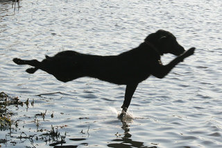 if muybridge could bark (maybe a long shot but hey this dog is running)