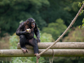 Chimpanzee (licensed CC BY by William Warby)