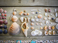 Shells, organized neatly